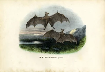 Spektralflagermus, 1863-79